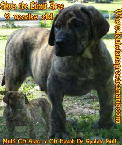 ARES DE STL