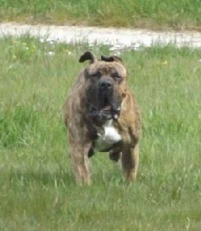 HARIBO DE LA HUELLA DEL PRESA CANARIO