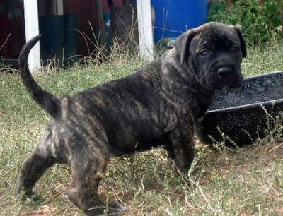 ESA DE MOZACAN BULL