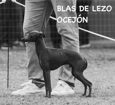 Blas De Lezo Del Ocejón