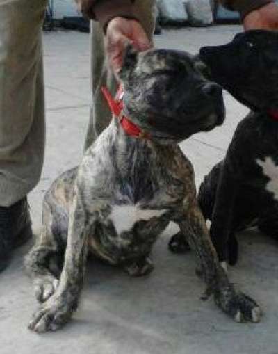 FOSTER'S JARA