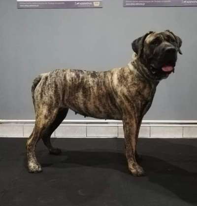 HARYZMA CABALLERO CANARIO
