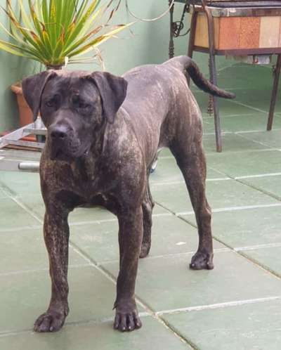 SALMA CANARIKENNEL
