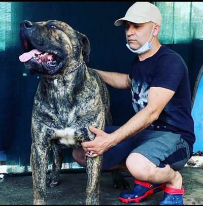 MUSTANG GLORY CANARIO KENNEL