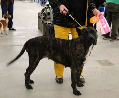 TALL OAKS' SHOW GIRL OF BORSHA (DIVA)