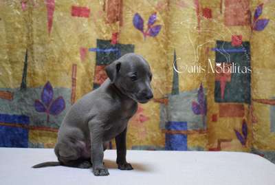 Canis Nobilitas Yuven