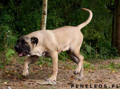FAVATARI PENELEOS