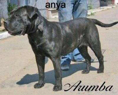 Arumba de Targoviste