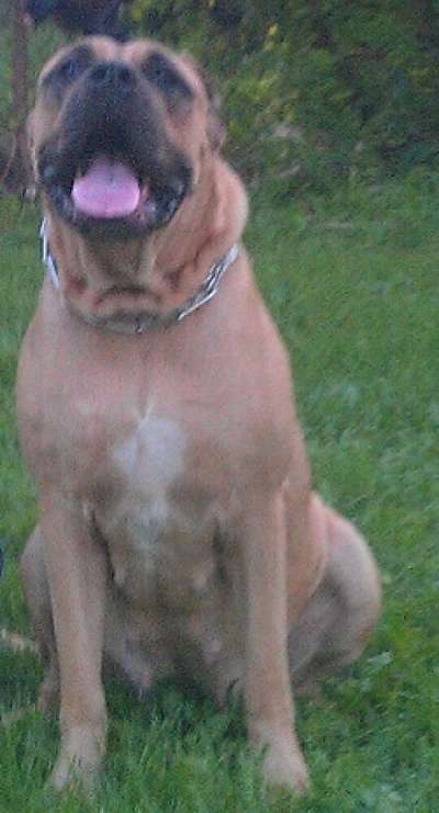 FOSTER'S ROXXY
