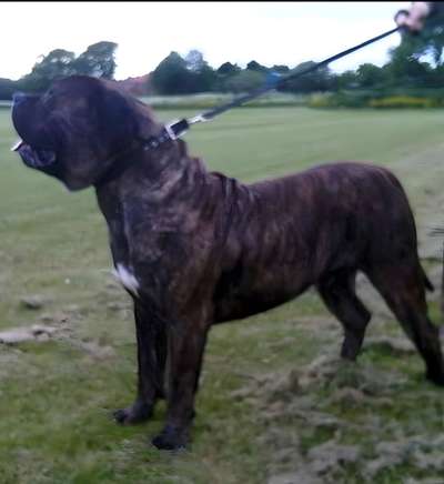 BROCKTON MENACE DE TRES ALIDA