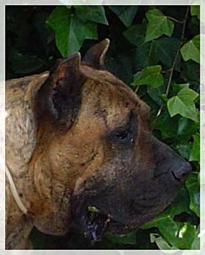 TULA DE VILLA ALESIA