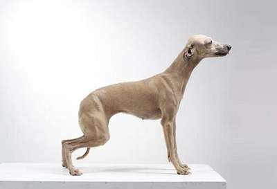 Tieris Ultra Belissima