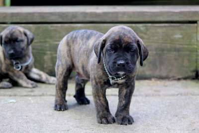 ONLY THE FAMILY KENNELS LORD