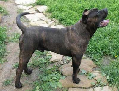 DIESEL DE MOZACAN BULL