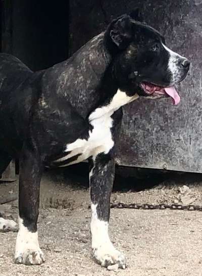 BRONCA DE KING ZULU