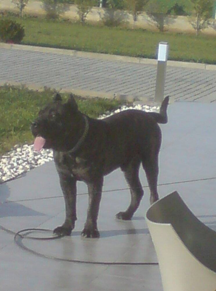 Presa Canario adulto en postura de trabajo