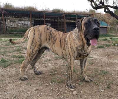 VALHALL EL AUTENTICO CANARIO