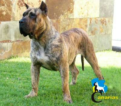 BRISA DE VILLA ALESIA