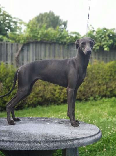 Fiefoerniek's Fenna