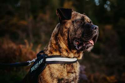LENNOX DE GUARDIAN