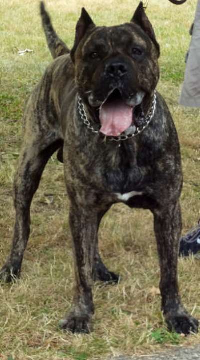 TRITON DE BARNACAN BULL