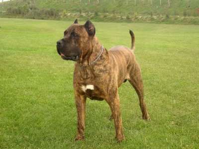EL CRANERO DURO ARMANDO (TYSON)