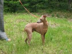 Tootsie De La Roche Hue