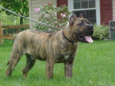 ZEKE DE OUTCAST