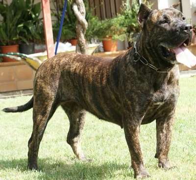 TELMA DE BARNACAN BULL