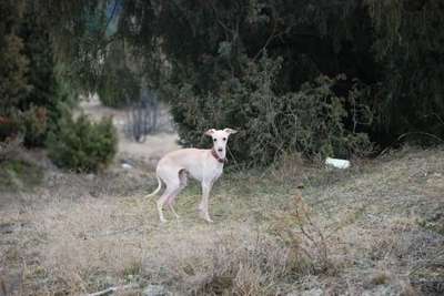 All'Alba Chluba Carewny