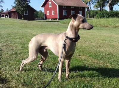 Junicum's Handsome-Luke