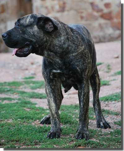 OTOYA BALUARTE DE LOS PERROS (OTAYA)