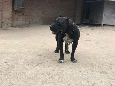 ARIA DE KING ZULU