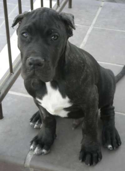 DARKO PERRO DE PRESA BECERRIL