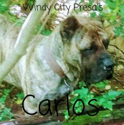 CARLOS DE WINDY CITY