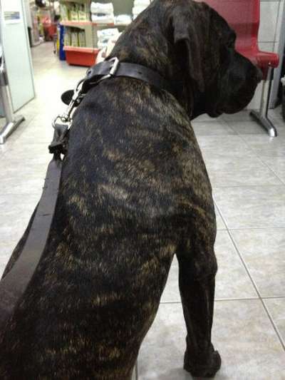 LILLI DI DRAGO CANARIO