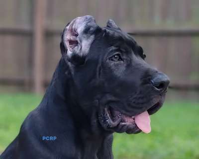 VOLCAN DE PCRP KENNEL