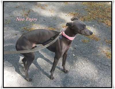 Neo Enjoy Des Princes De Minos