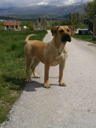 CANDELA SPALATO BULL