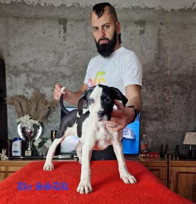 UZI SEVEN SHARKY DINASTY KENNEL