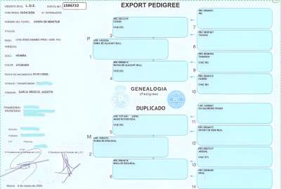 CHISPA DE BENETUR