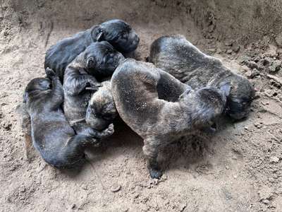 PRESA CANARIO DE LOS MORALES PUPPIES