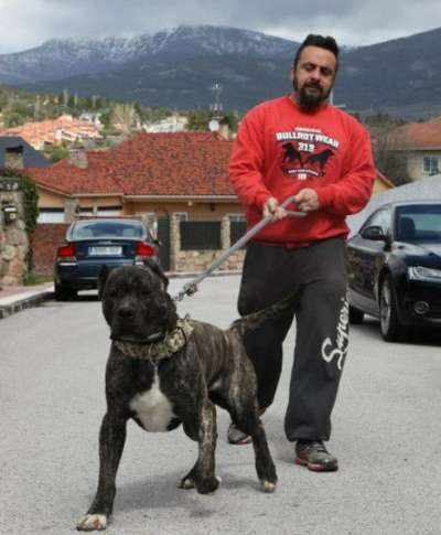 NARCO DE IRON BULL
