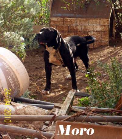 MORO DE GRAN CANARIA