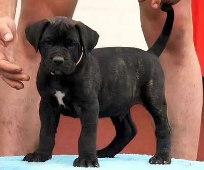 BOSS BULL CANARIO ROKKO