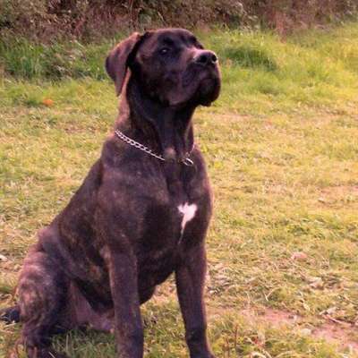 CANI ARSU REINA IZABEL