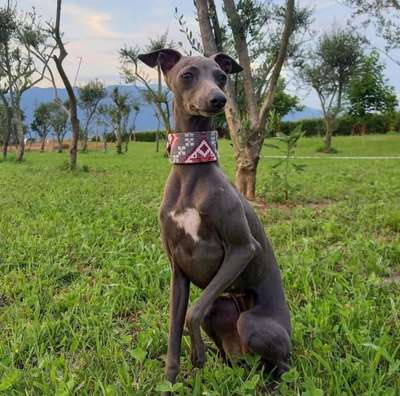Adelchi Nala