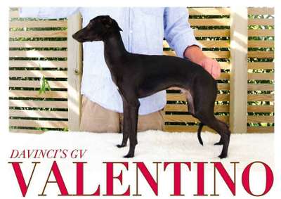 Davinci's GV Valentino