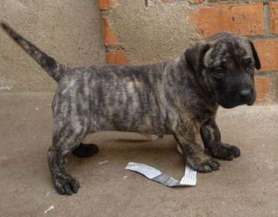 ASIA DE DOG REAL