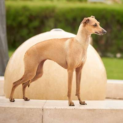 Une Etoile Filante De Magistris
